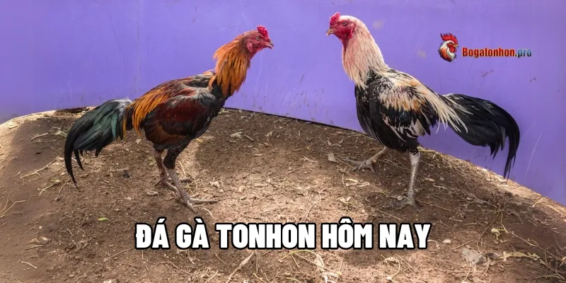 Đá Gà Tonhon Hôm Nay - Thưởng Thức Đá Gà C6 Không Gián Đoạn