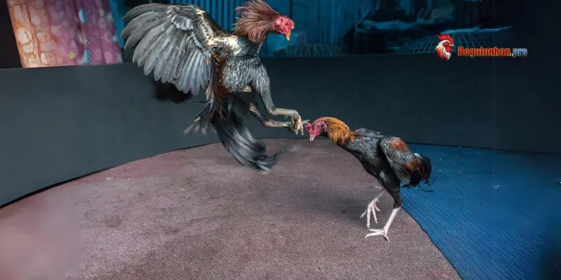 Đá gà Tonhon hôm nay là gì?