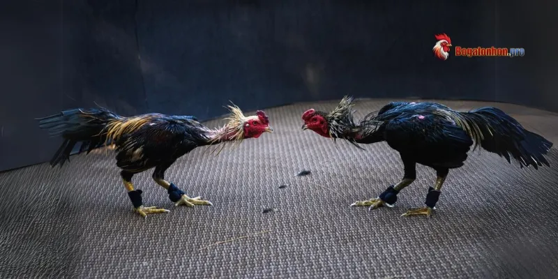 Kinh nghiệm chơi đá gà Tonhon hôm nay giúp bạn thắng lớn