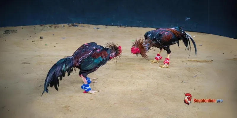 Những hình thức đá gà Tonhon hôm nay được quan tâm